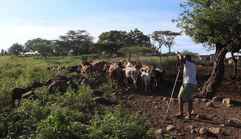 A Mbhamali family member in the Somntongo community in Lavumisa, Eswatini south, tending to the calves which have been separated from the cows to protect them from wild animals that have escaped from Harloo Game Reserve.
Photo: Mefika Ndlangamandla/SAAJP
