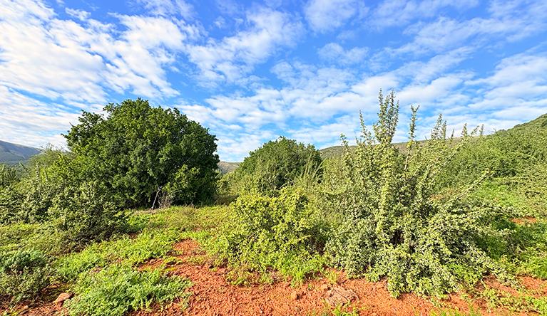 These two-decade-old planted spekboom bushes at Cambria on the edge of the Baviaanskloof UNESCO World Heritage Site show the characteristic skirting that creates a nursery environment around their base in which other plants and animals can live. Picture: Leonie Joubert.