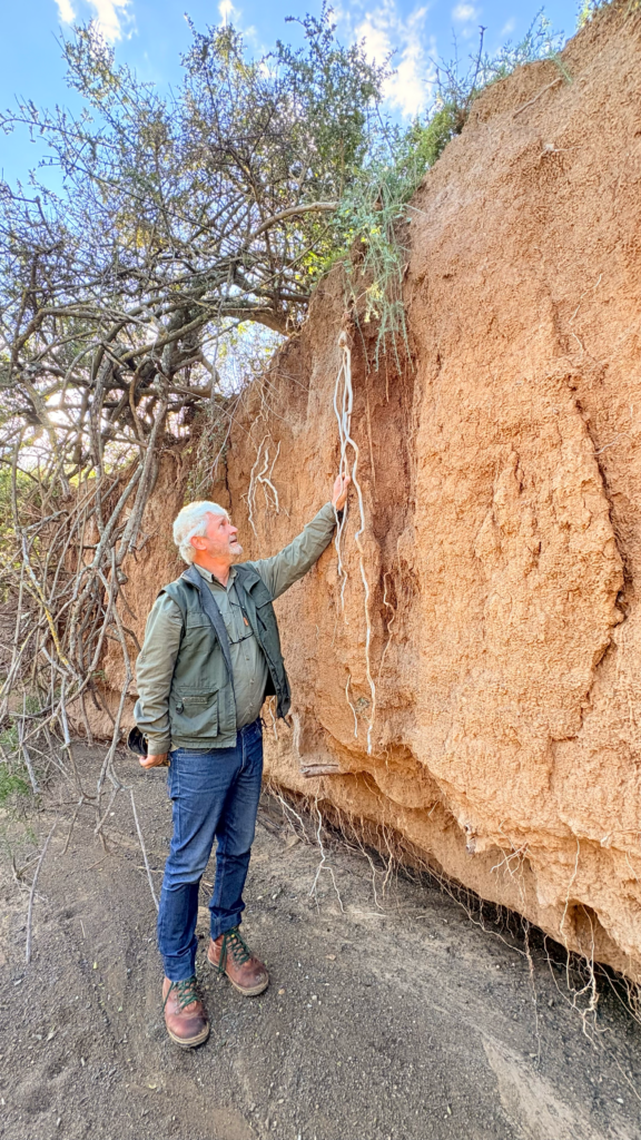 As the thicket has been stripped, exposed topsoils have been washed away, and unchecked runoff has carved erosion channels into stream and river systems. In addition to planting spekboom, Hive Ecosystem’s Japie Buckle is restoring eroded rivers on the property’s farms. Image by Leonie Joubert for Mongabay.