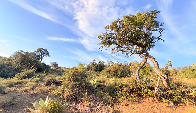 For generations, the Albany thicket biome in the Eastern Cape fueled a thriving economy of sheep and goat farming. Today, an area of 1.5 million hectares needs urgent ecosystem repair. Pic: Leonie Joubert
