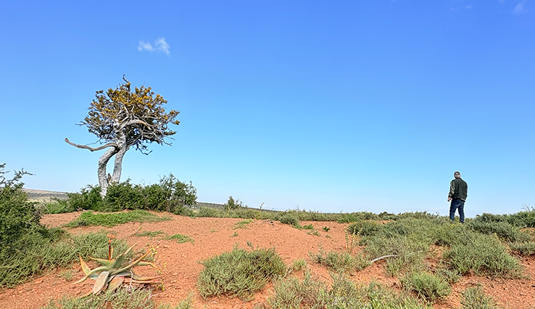 Where once there was impenetrable hedge-like Albany thicket, today many farms look like a desert. These farmlands need spekboom-led repair the way a burn victim needs lifesaving skin grafts. Picture: Leonie Joubert