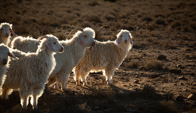 Mohair-producing angora goats in South Africa. Image © Samantha Reinders.
