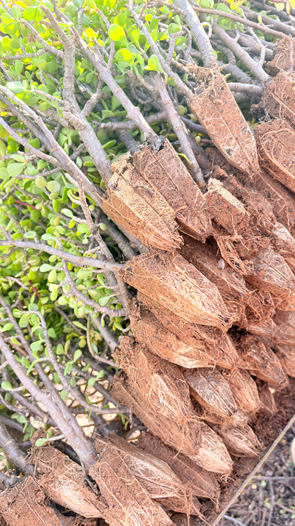 Most restoration projects have low-cost, low-tech nursery operations where the spekboom cuttings can grow roots before being planted in the wild. Image by Leonie Joubert for Mongabay.