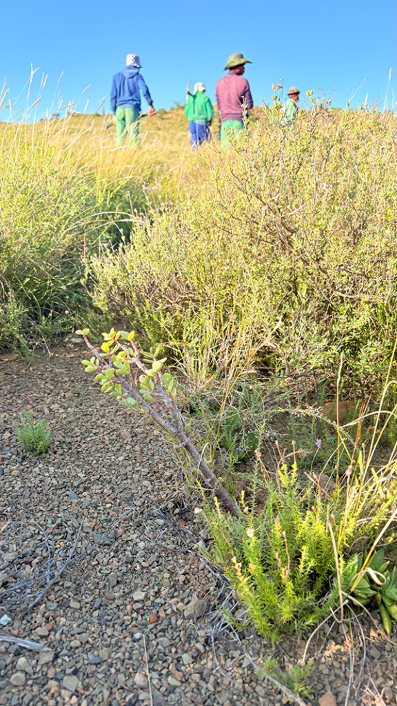 Post-planting inspection is essential to ensure that cuttings survive. Most projects anticipate that seven out of 10 cuttings will take. New entrant Imperative would not disclose what its planting survival rate is, but some reports suggest that the developer may be experiencing some teething problems. Image by Leonie Joubert for Mongabay.