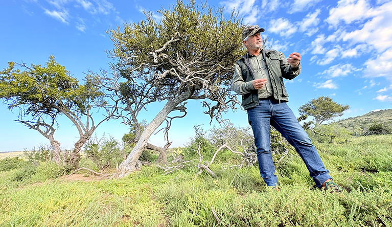 Hive Ecosystems director Japie Buckle is a seasoned restoration ecologist. Here, he explains how goat browsing strips the lower branches of trees in Albany thickets, leaving artificial, mushroom-shaped canopies above and stripped-away topsoil below. Picture: Leonie Joubert.
