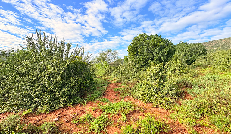 Studies of wild and cultivated spekboom, such as these at a research plot on the Return to Thicket farm, contribute to ecologists’ understanding of how much carbon dioxide these plants can draw from the atmosphere, and how fast. Pic: Leonie Joubert
