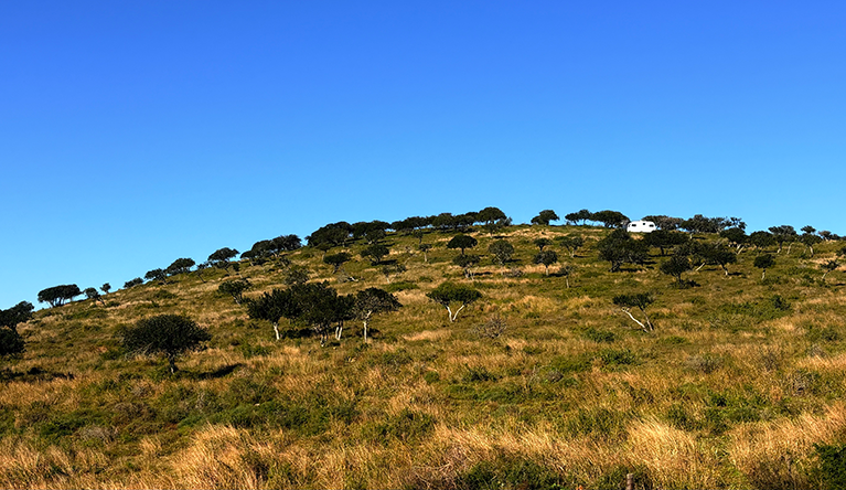 Intensive goat browsing creates what ecologists call a pseudo-savanna. This hill should be covered with impenetrable thicket. Instead, heavy browsing has opened it up, leaving sparse trees with artificial mushroom-shaped