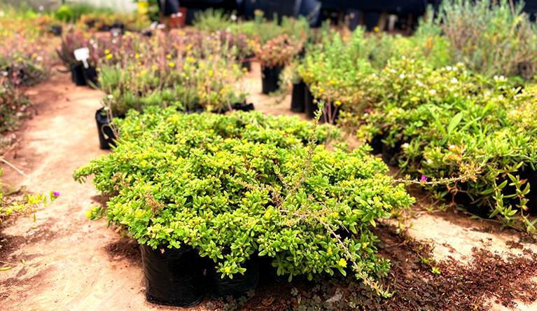 The Rhodes Restoration Research Group at Rhodes University in Makhanda, Eastern Cape province, hopes to get its nursery up and running again after work stalled due to government funding cuts. Researchers are exploring what a broader thicket restoration approach could be, in which species other than spekboom are introduced into planted areas. Image by Leonie Joubert for Mongabay.