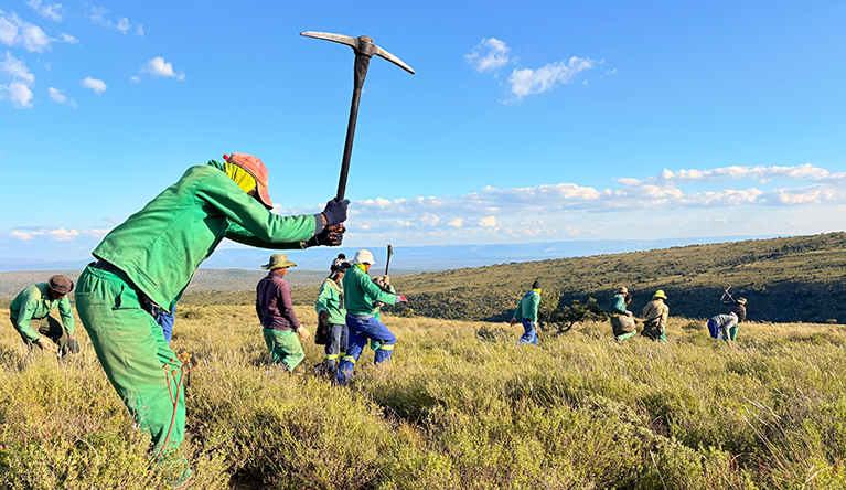 The number of cuttings this Hive Ecosystem team manages to plant in a day is dizzying. This project is halfway toward its original goal of planting spekboom across nearly 5,500 hectares (nearly 13,000 acres). Picture: Leonie Joubert