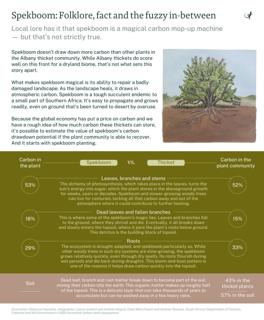 Spekboom vs thicket carbon