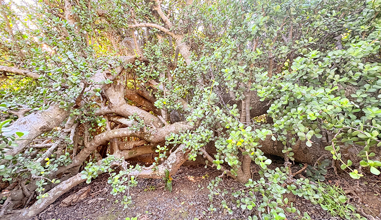 Spekboom doesn’t draw down more atmospheric carbon than other tree species in this tiny plant community. But it is a drought-tolerant succulent that’s easy to grow, even in badly degraded areas. Image by Leonie Joubert.
